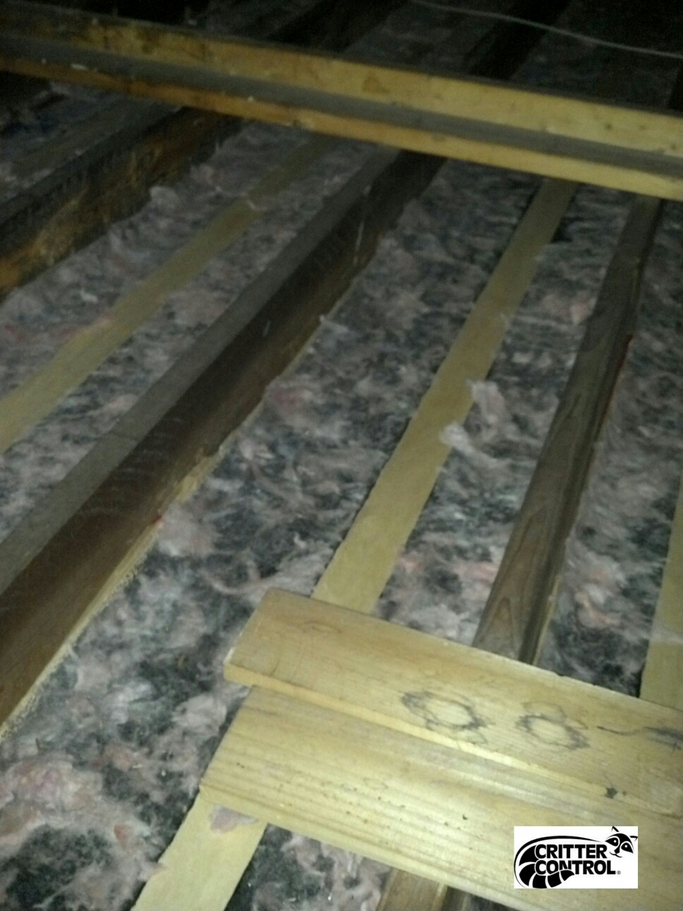 Animal in Attic? What damage needs to be repaired? Critter Control